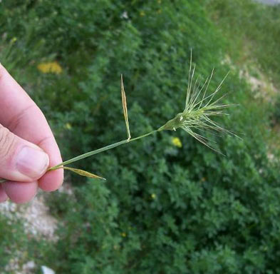 APII jpeg image of Aegilops geniculata  © contact APII