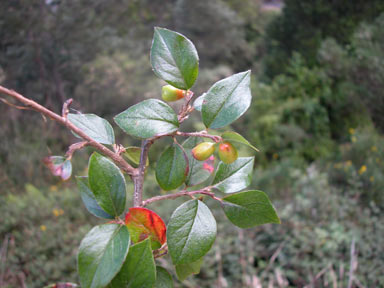 APII jpeg image of Cotoneaster symondsii  © contact APII