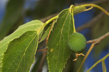 APII jpeg image of Celtis australis  © contact APII