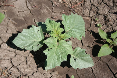 APII jpeg image of Datura ferox  © contact APII