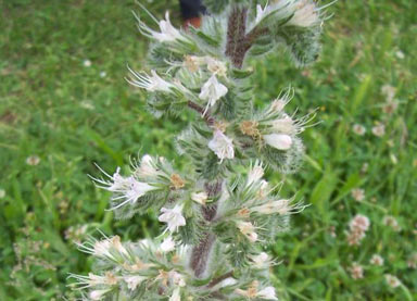 APII jpeg image of Echium italicum  © contact APII