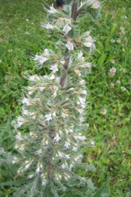 APII jpeg image of Echium italicum  © contact APII