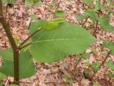 APII jpeg image of Fallopia japonica  © contact APII