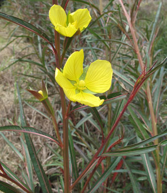 APII jpeg image of Ludwigia longifolia  © contact APII