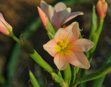 APII jpeg image of Moraea miniata  © contact APII