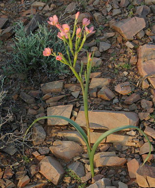 APII jpeg image of Moraea miniata  © contact APII