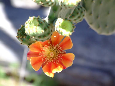 APII jpeg image of Opuntia tomentosa  © contact APII