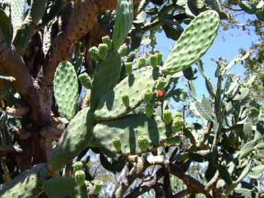 APII jpeg image of Opuntia tomentosa  © contact APII