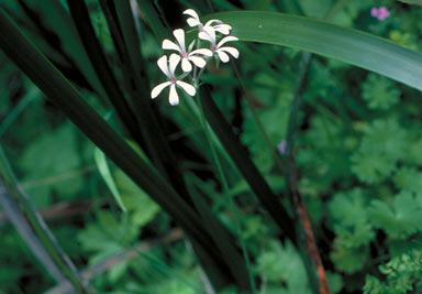 APII jpeg image of Pelargonium alchemilloides  © contact APII