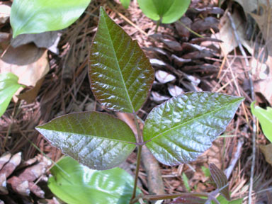 APII jpeg image of Toxicodendron radicans  © contact APII