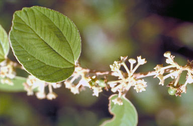 APII jpeg image of Ziziphus mauritiana  © contact APII