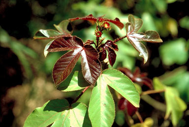 APII jpeg image of Jatropha gossypiifolia  © contact APII