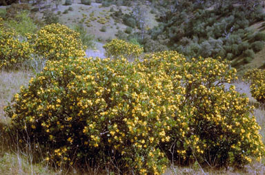 APII jpeg image of Chrysanthemoides monilifera subsp. monilifera  © contact APII