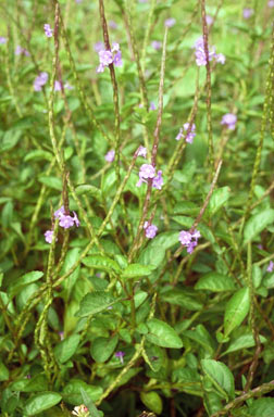 APII jpeg image of Stachytarpheta jamaicensis  © contact APII