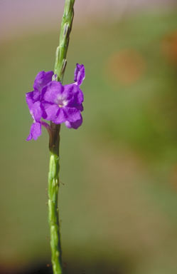 APII jpeg image of Stachytarpheta cayennensis  © contact APII