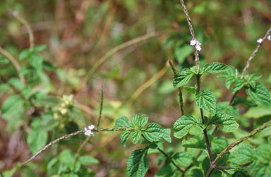 APII jpeg image of Stachytarpheta australis  © contact APII