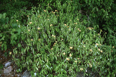 APII jpeg image of Barleria prionitis  © contact APII