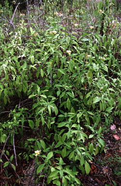 APII jpeg image of Barleria prionitis  © contact APII