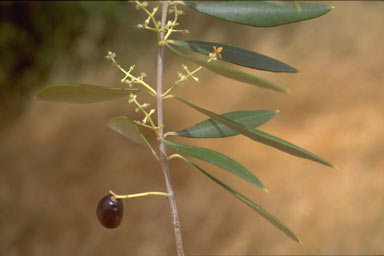 APII jpeg image of Olea europaea  © contact APII