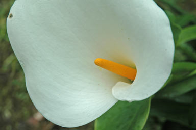 APII jpeg image of Zantedeschia aethiopica  © contact APII