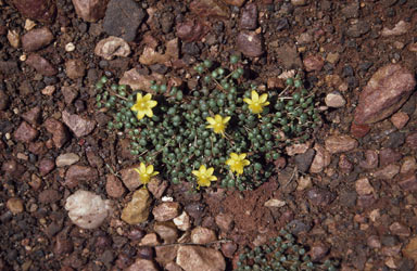 APII jpeg image of Portulaca conspicua  © contact APII