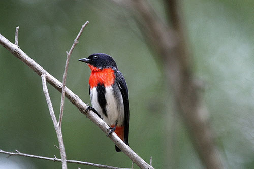 Mistletoe Bird