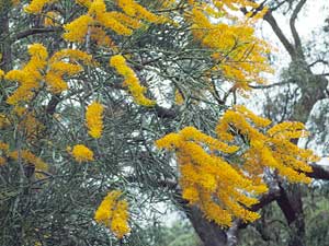 Nuytsia floribunda, click to enlarge