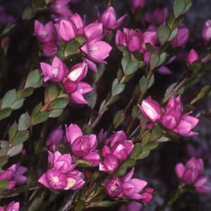 Boronia serrulata