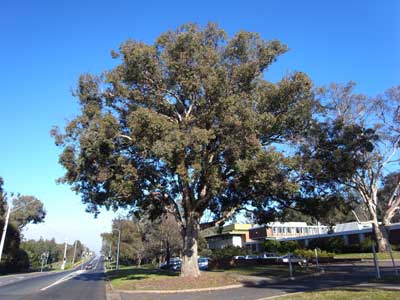 tree wide-angle