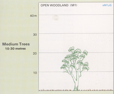 Open Woodland structure