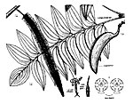 Austromuellera trinervia