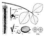 Hollandaea sayeriana